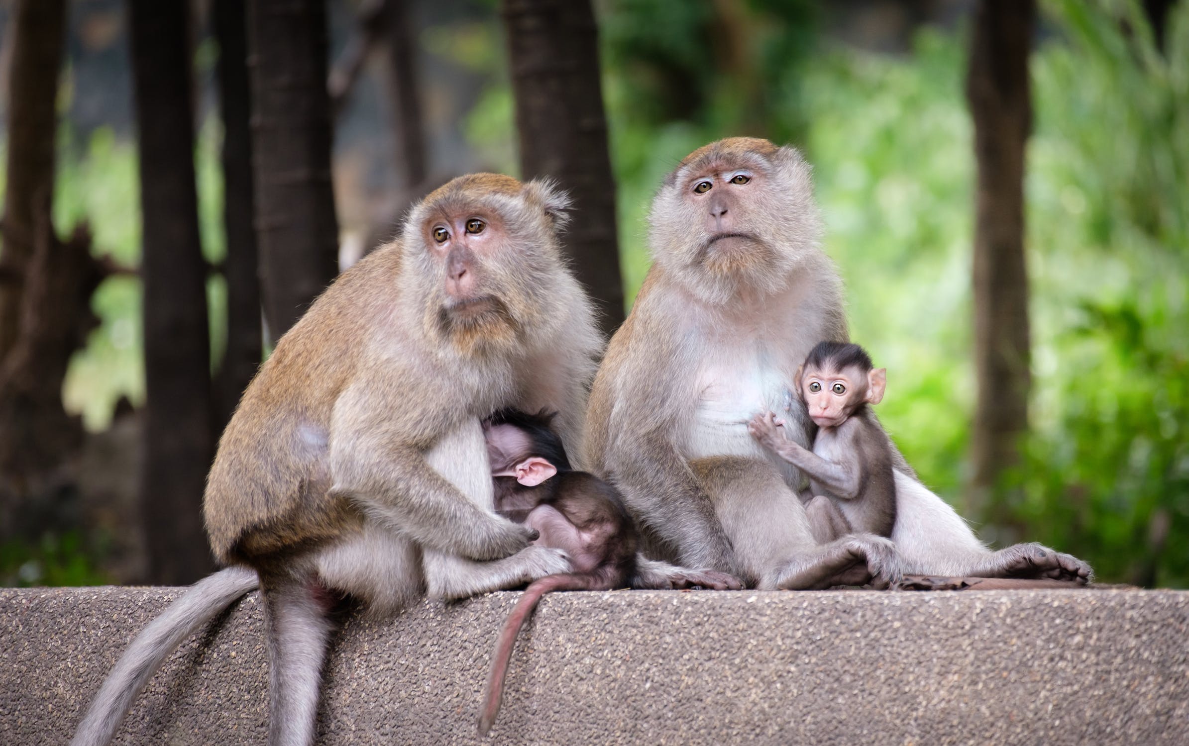 Social behaviour in Primates Study&Score